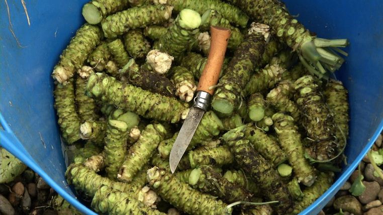 harvesting wasabi 3