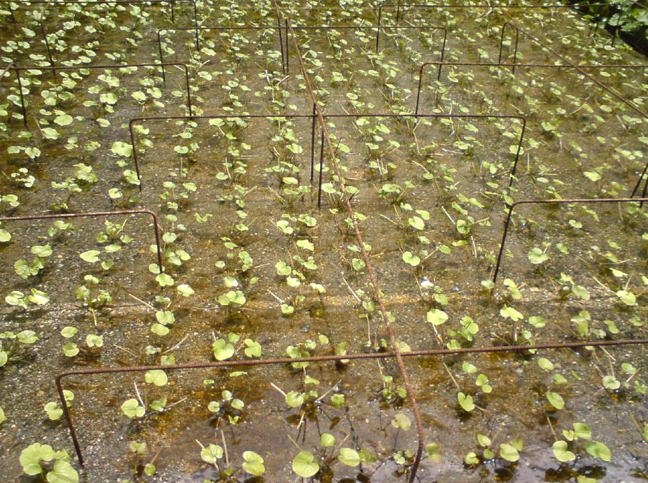 wasabi field