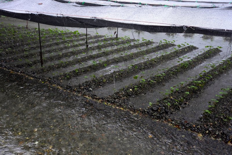 wasabi farm nagano daio wasabi farm shizuoka city (5)