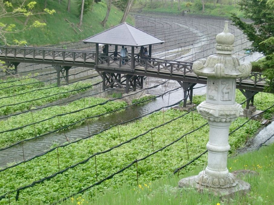 wasabi farm nagano daio wasabi farm shizuoka city (8)