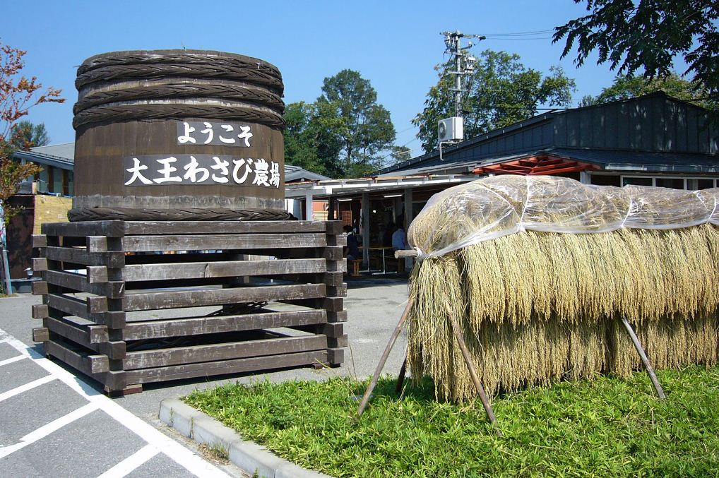 wasabi farm nagano daio wasabi farm shizuoka city nagano prefecture (1)