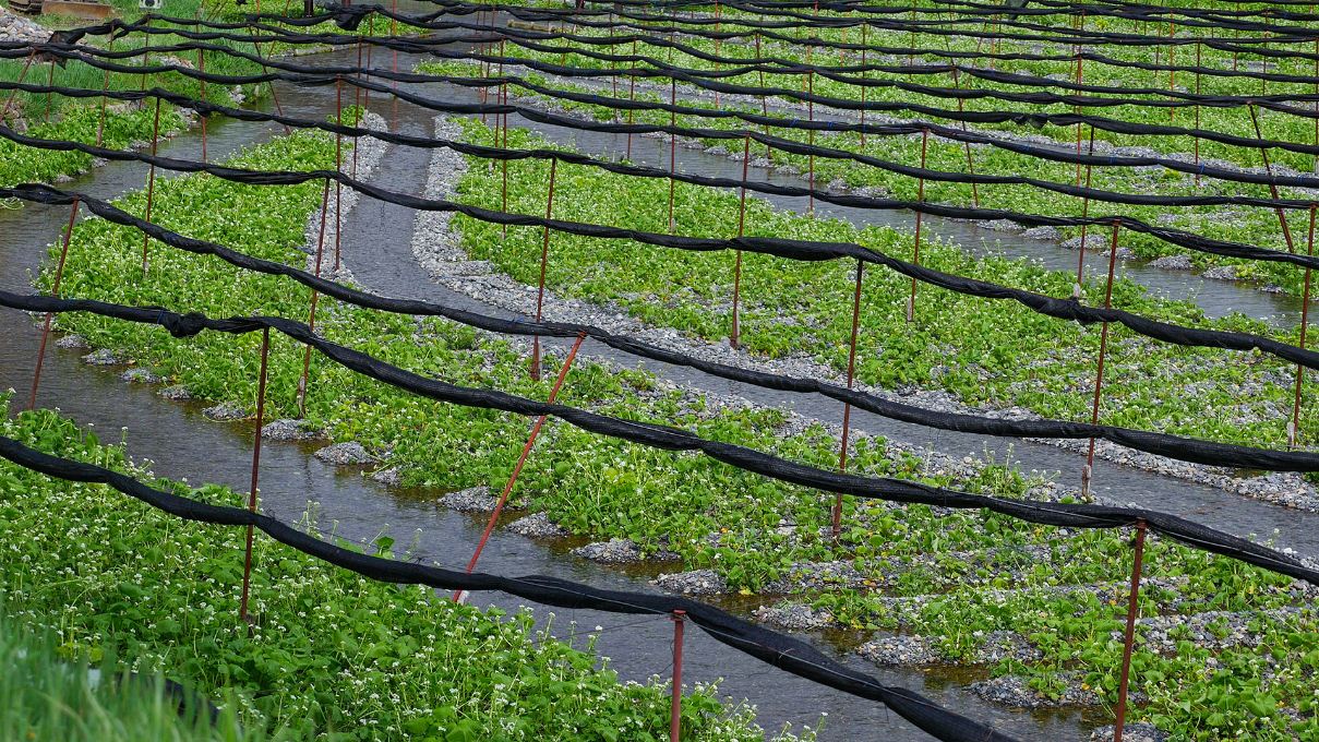 wasabi farm nagano daio wasabi farm shizuoka city nagano prefecture (2)