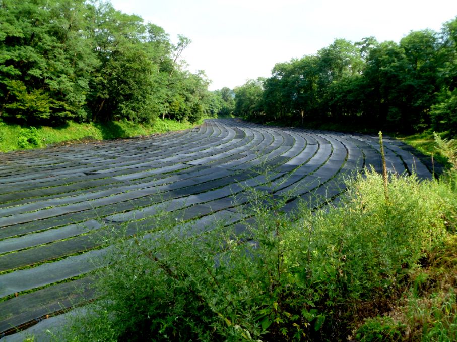 wasabi farm nagano daio wasabi farm shizuoka city nagano prefecture (5)