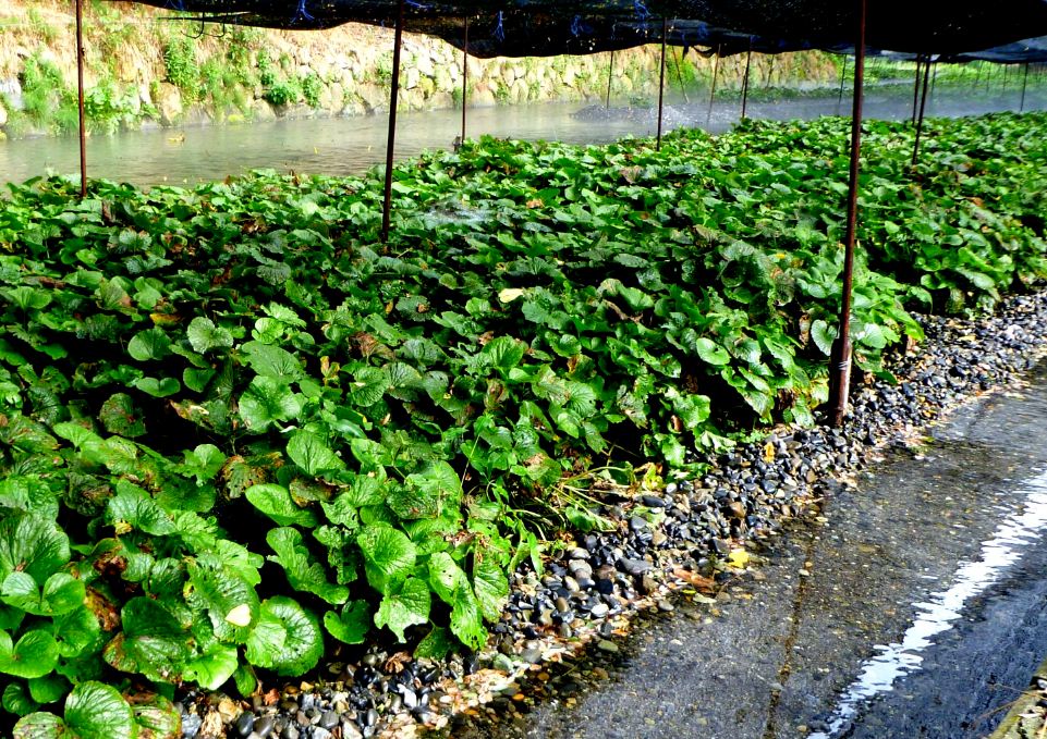 wasabi how to make how to grow wasabi dish history origin wasabi (2)