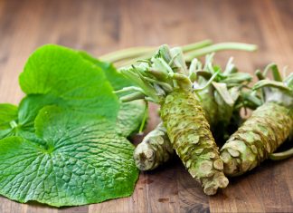 wasabi how to make how to grow wasabi dish history origin wasabi (2)
