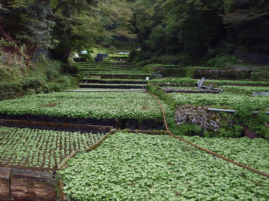 wasabi how to make how to grow wasabi dish history origin wasabi (4)
