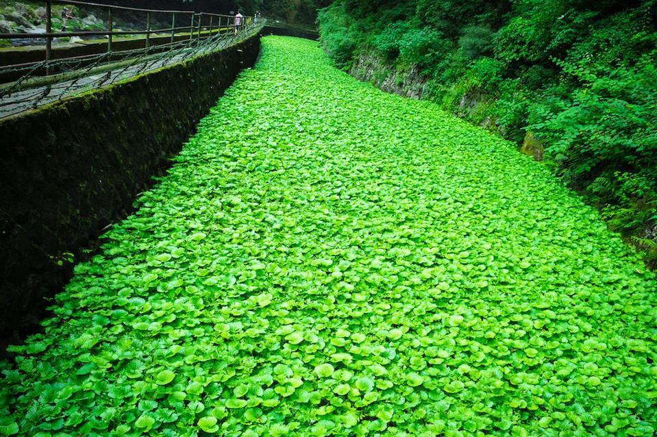 wasabi how to make how to grow wasabi dish history origin wasabi (5)