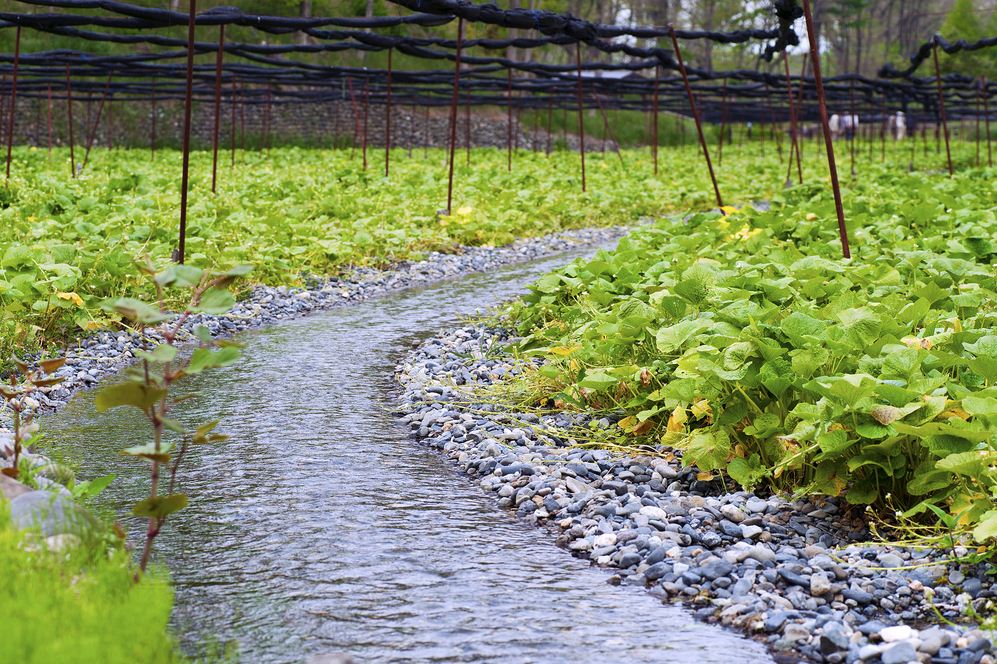 wasabi how to make how to grow wasabi dish history origin wasabi (6)