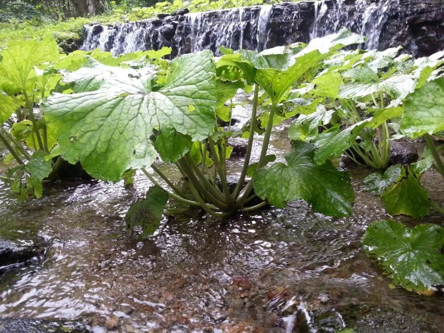 wasabi how to make how to grow wasabi dish history origin wasabi (8)