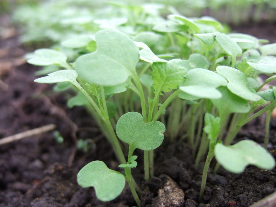 wasabi seedlings