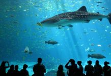 The ULTIMATE Singapore Oceanarium guide: Top things to do, tickets, tips & MORE 1 sea aquarium singapore review (2)