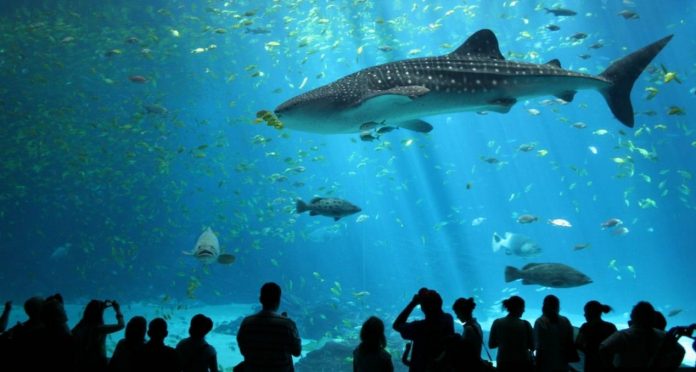 1 sea aquarium singapore review (2) 1 sea aquarium singapore review (2)