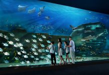 Explore S.E.A. Aquarium Singapore — One of the best places you must visit in Singapore sea aquarium singapore