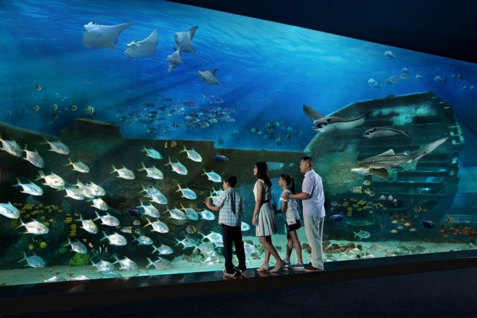 sea aquarium singapore