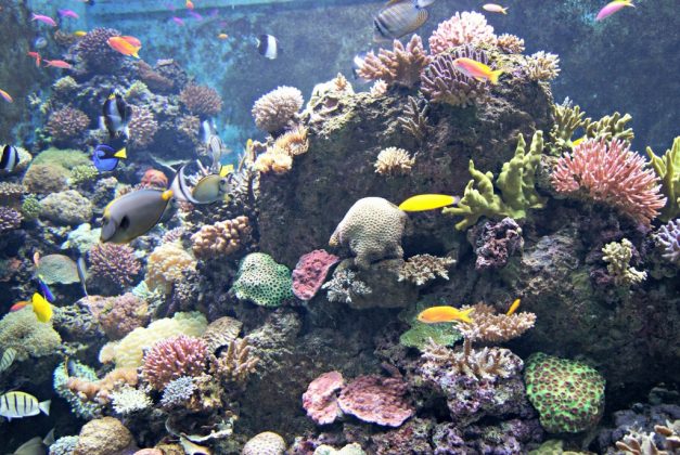sea aquarium singapore