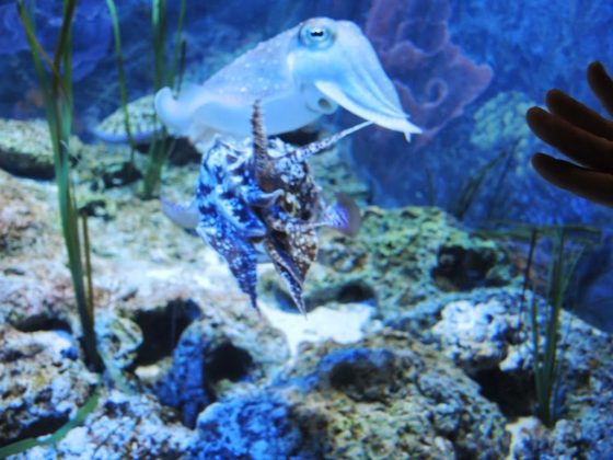 sea aquarium singapore