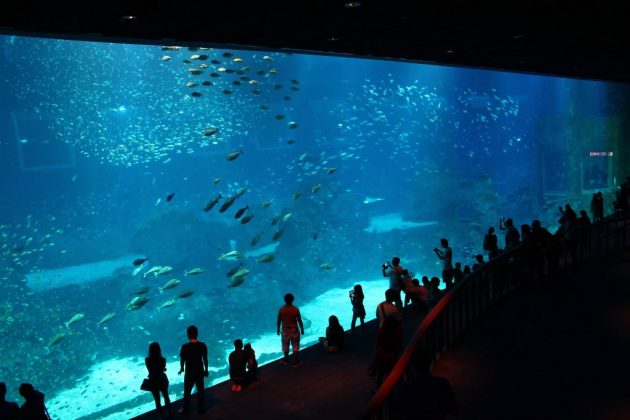 sea aquarium singapore