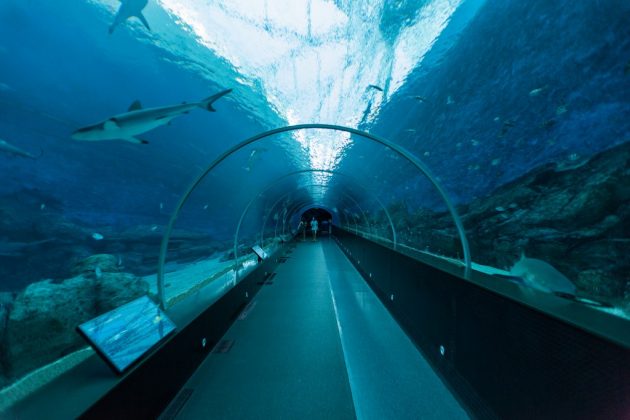sea aquarium singapore