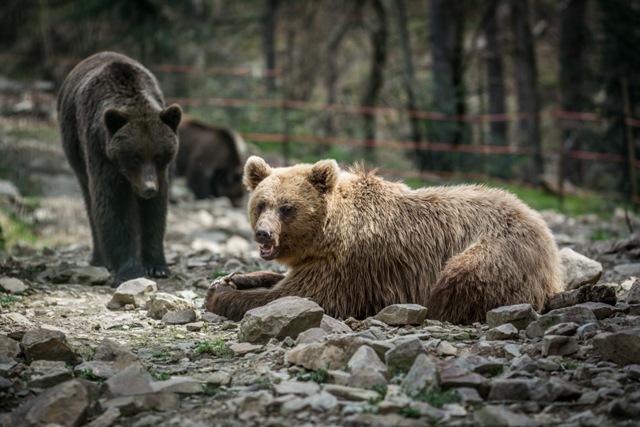 sofiyivka ukraine park (1)