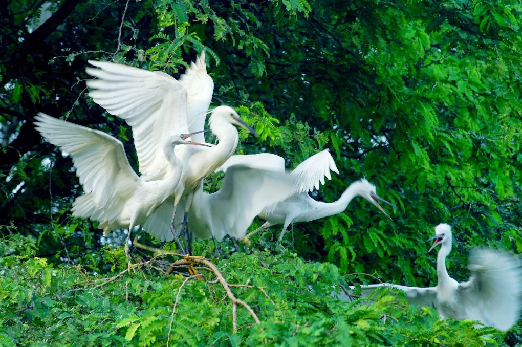 vam ho bird garden 2