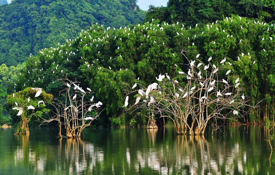 vam ho bird garden
