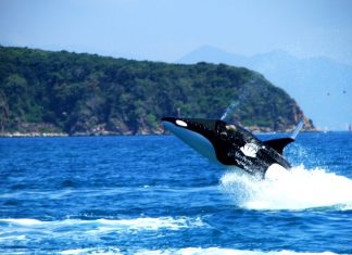 hon tam island nha trang activities (1)