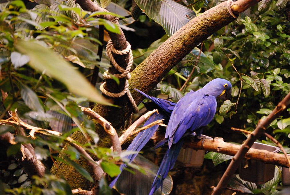 Montreal Biodome which includes bird life 2