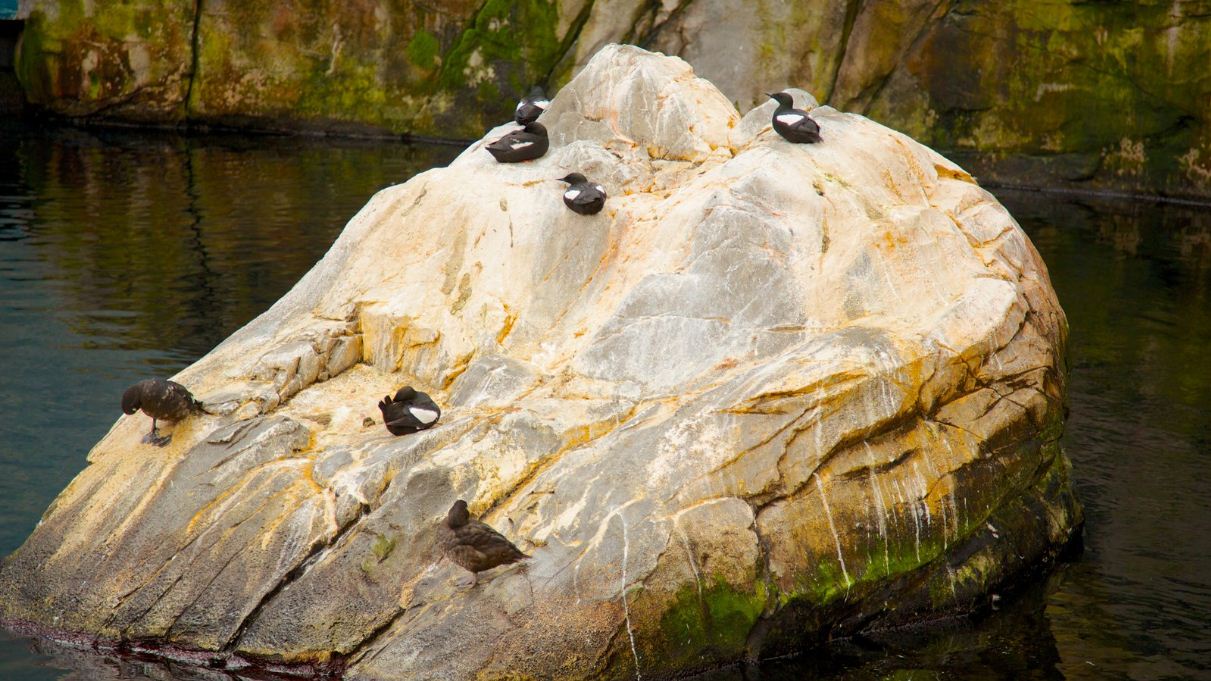 Montreal Biodome which includes bird life