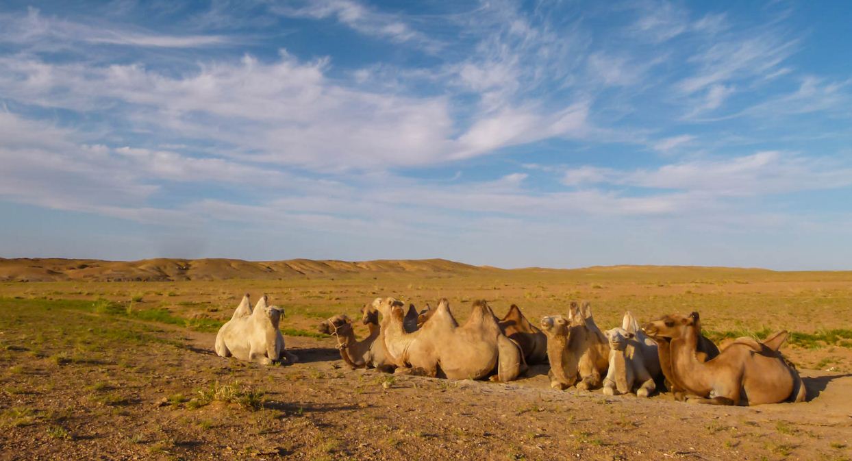 camel gobi desert 2