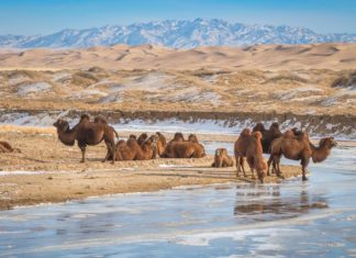 gobi desert mongolia