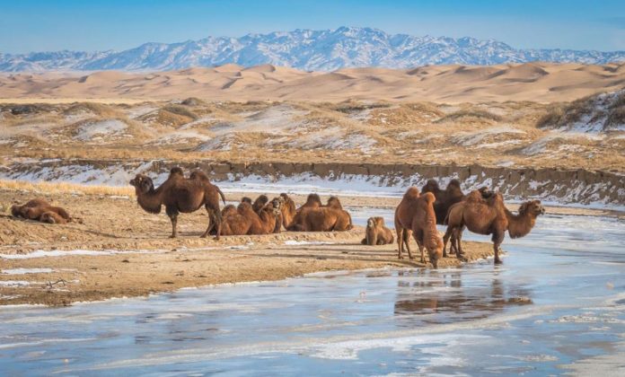 gobi desert mongolia gobi desert mongolia