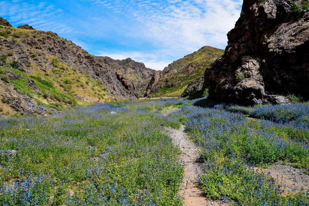 gobi desert spring