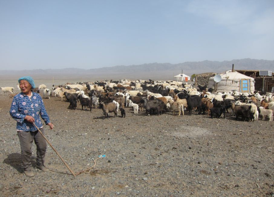 gobi sheep