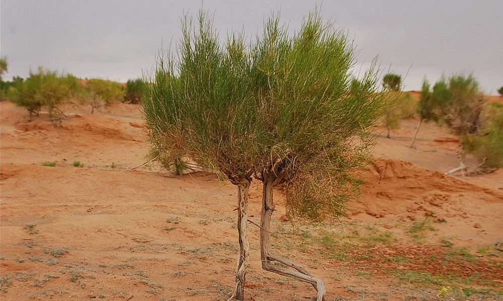 plant gobi desert 2