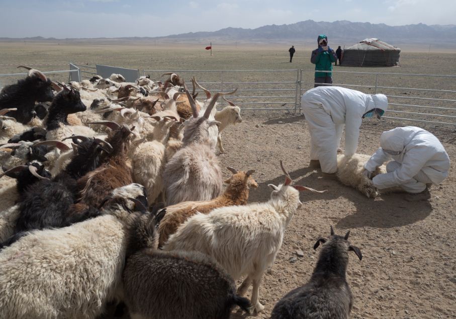 shearing a sheep