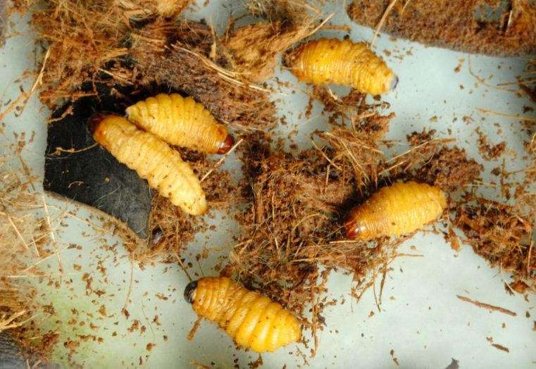 vietnamese coconut worm (1)