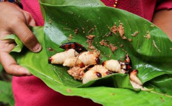 vietnamese coconut worm (1)