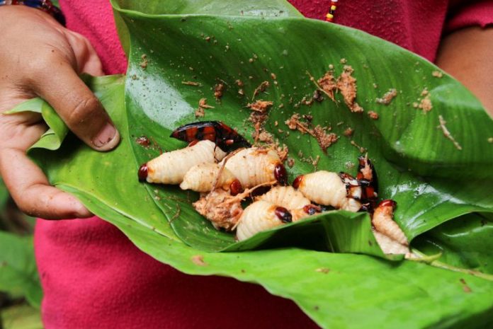 vietnamese coconut worm (4) vietnamese coconut worm (1)