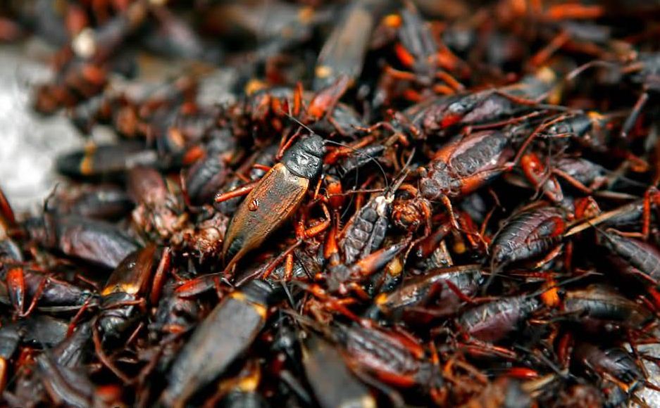 vietnamese insects dishes (1)