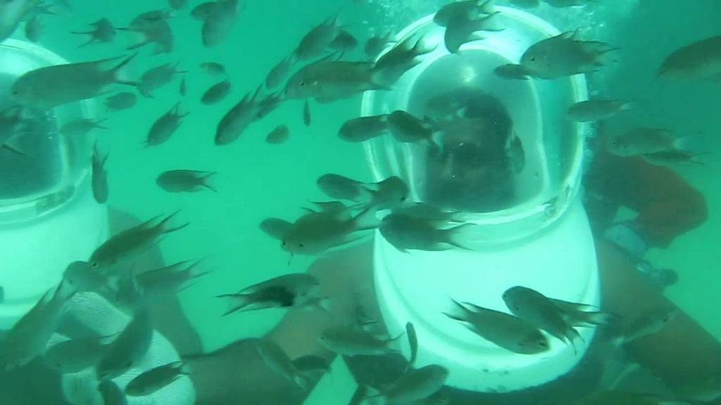 coral island-koh larn-thailand (10)