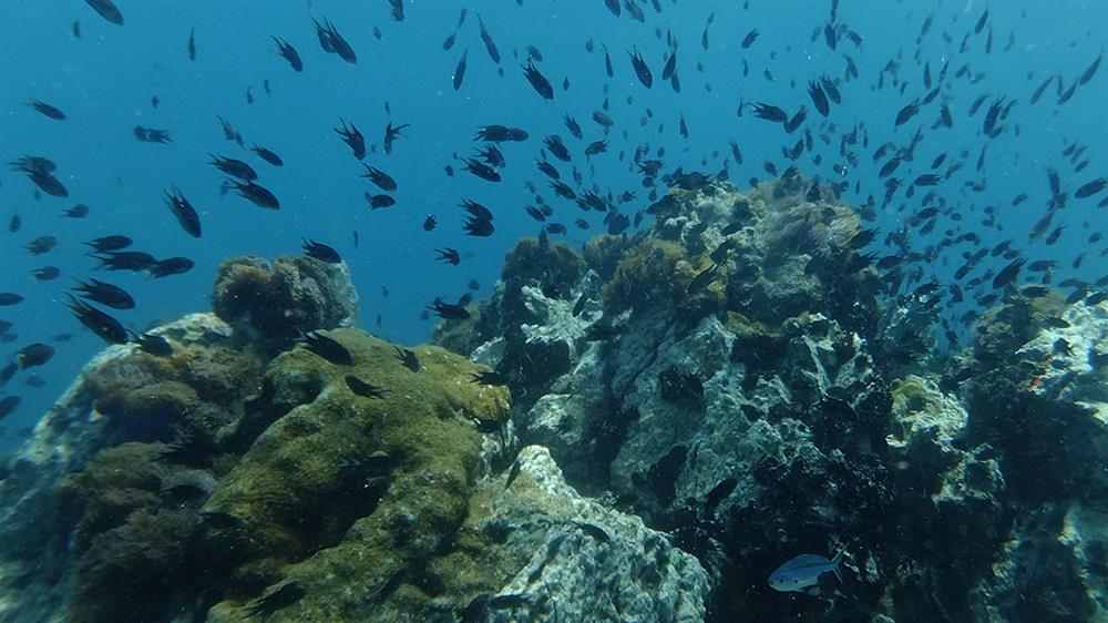 island-coral-koh larn-thailand-pattaya (6)