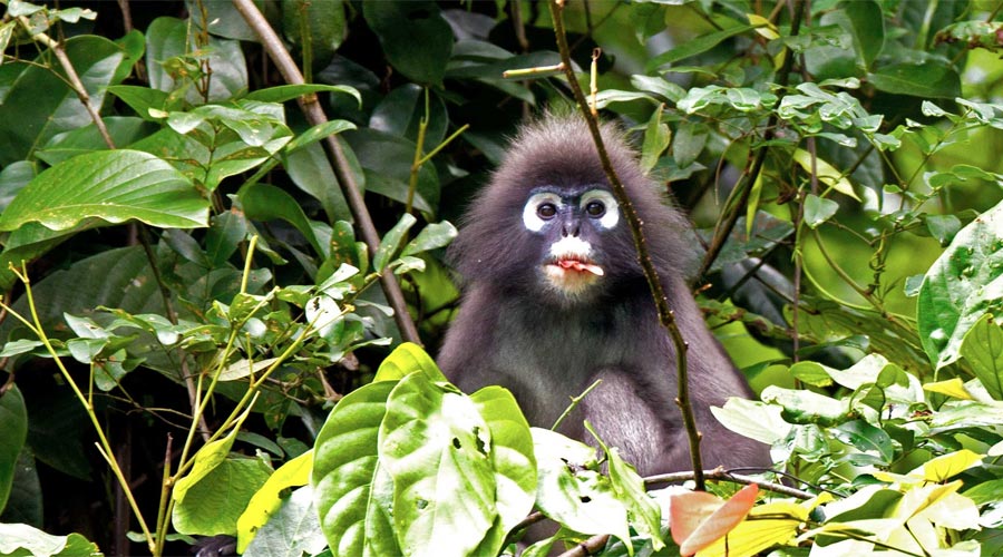 Khao-sok national park