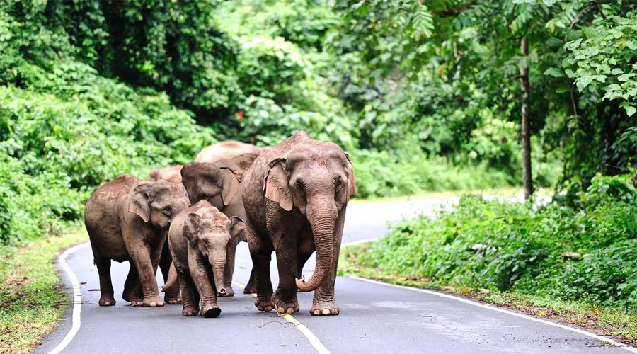 Khao-sok national park