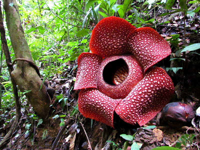 Khao-sok national park