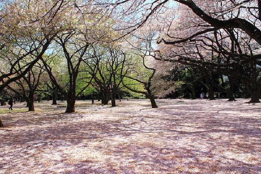 Hibiya -koen Park, Bangkok