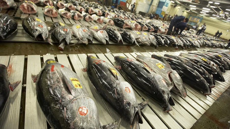 Tsukiji-Fish-Market, Bangkok Image by what to do in Tokyo in 3 days blog.