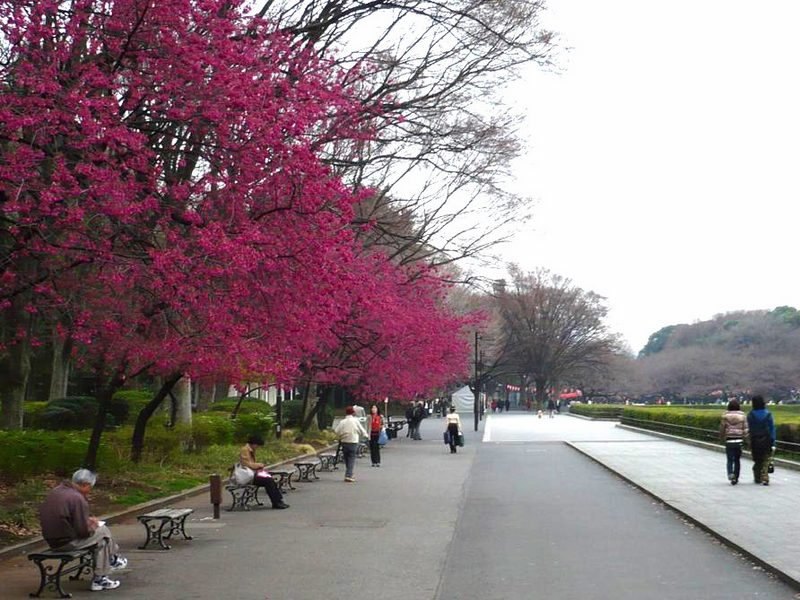 Ueno Koen Park, Tokyo Image by what to do in Tokyo in 3 days blog.