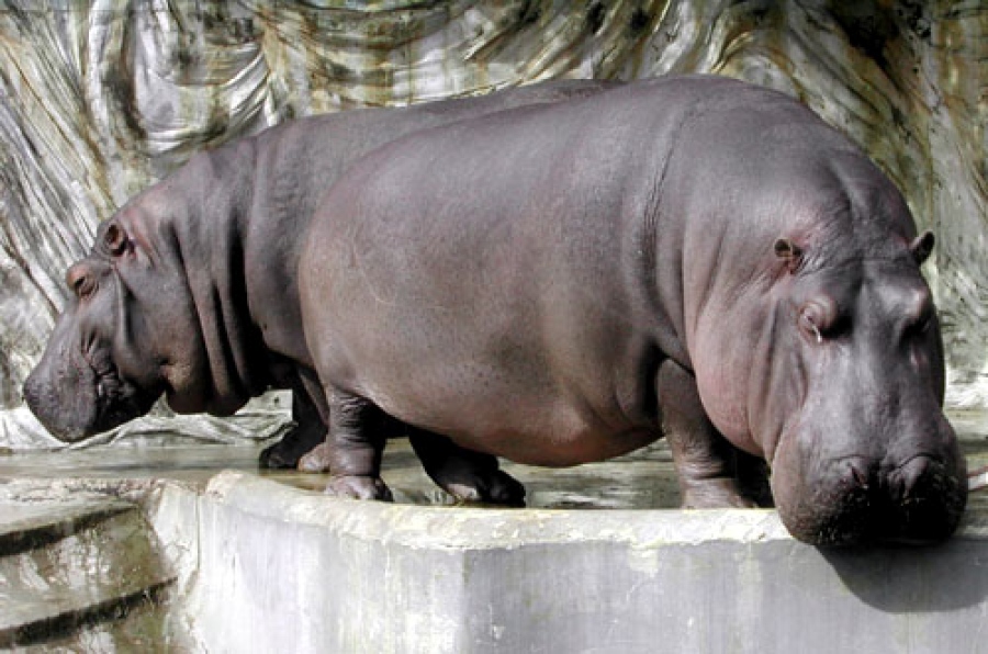 Ueno Zoo, Tokyo