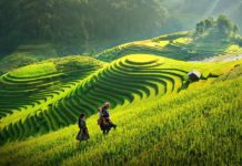 Beautiful rice terrace fields in Sapa. Image of Sapa trekking blog.