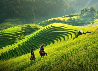 Beautiful rice terrace fields in Sapa. Image of Sapa trekking blog.